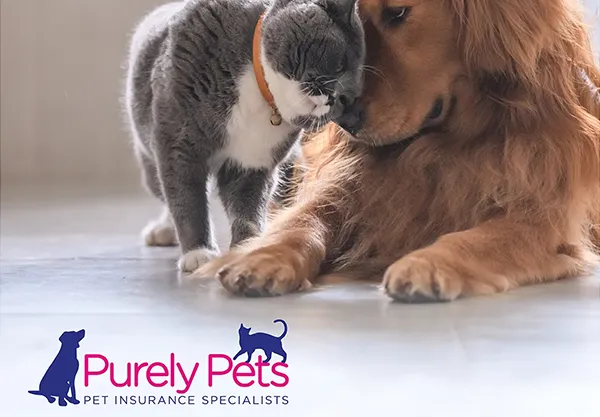 JN5755_Purely-Pets_Display-Ads_AVERAGEVETBILL_Insta-1080x1080.jpg (1)