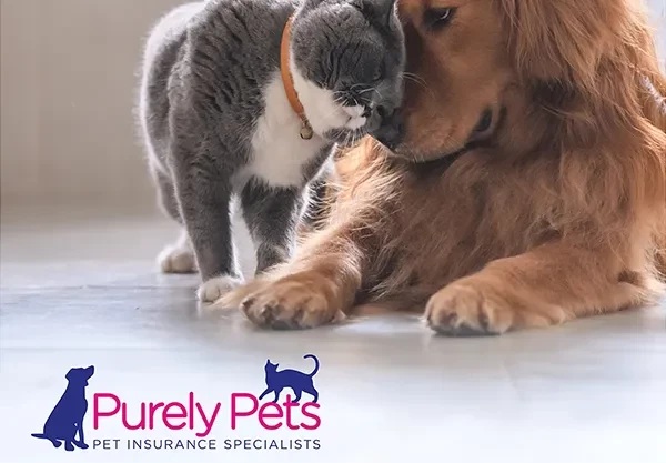 JN5755_Purely-Pets_Display-Ads_AVERAGEVETBILL_Insta-1080x1080.jpg (1)